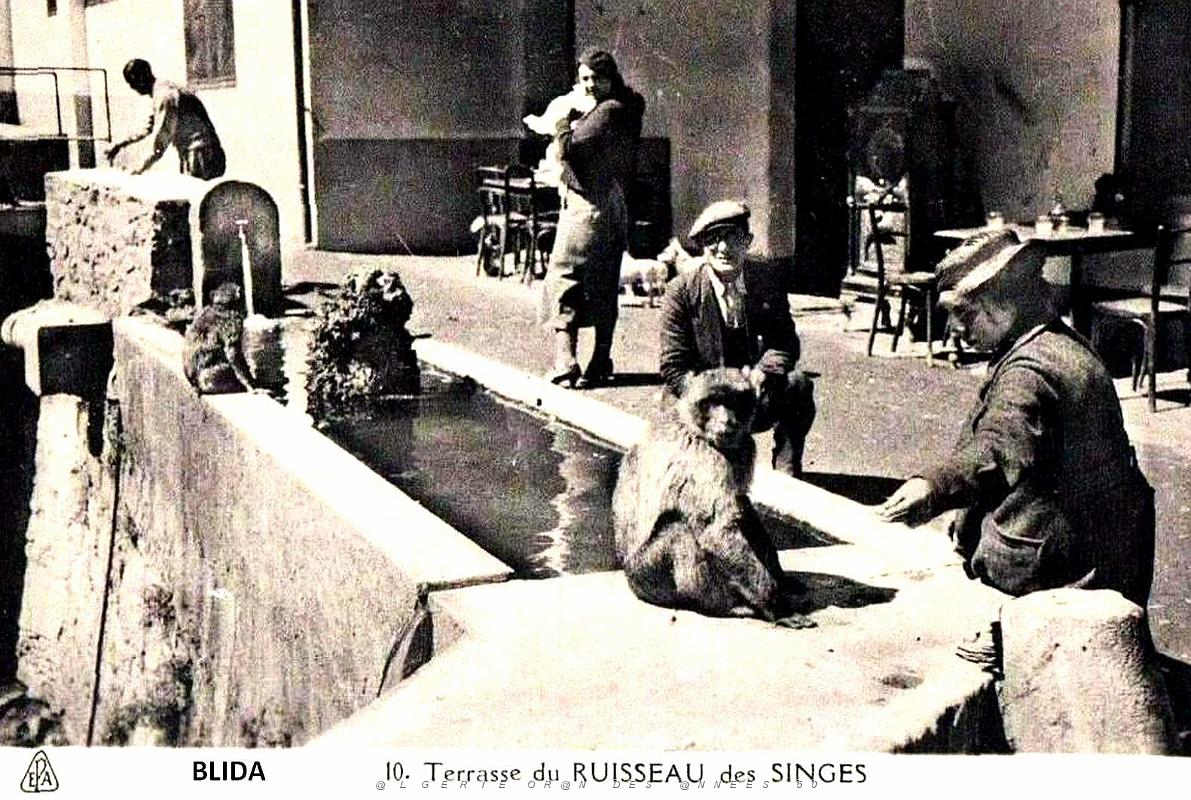 Blida - Terrasse de l'Hotel du Ruisseau des Singes.jpg